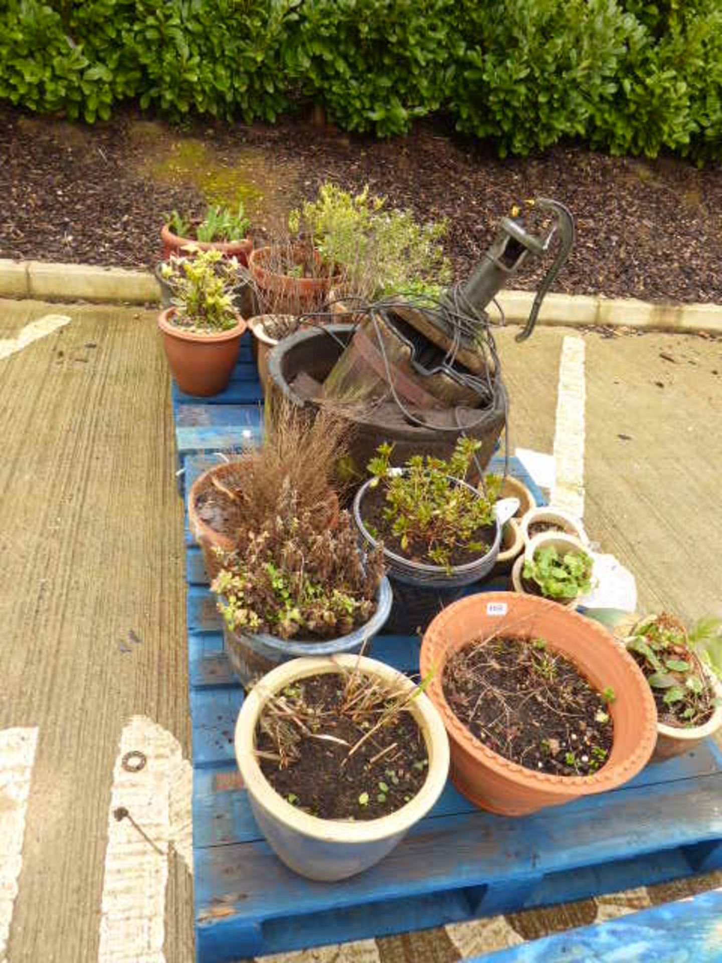 2 pallets of assorted pots with various assorted plants, bowls and a wooden water feature well