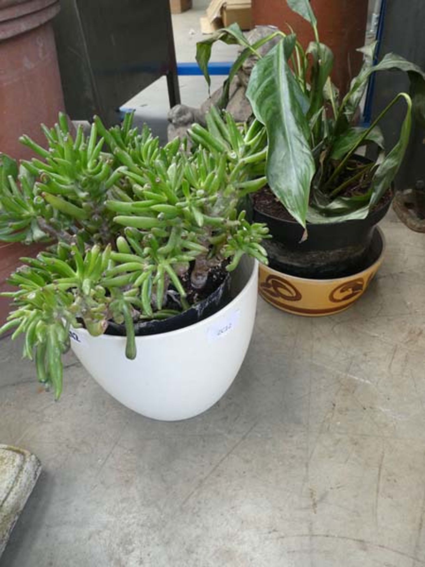 Potted succulent and a japonica plant
