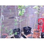 Potted Beth pear tree