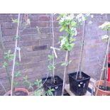 Potted Comice pear tree