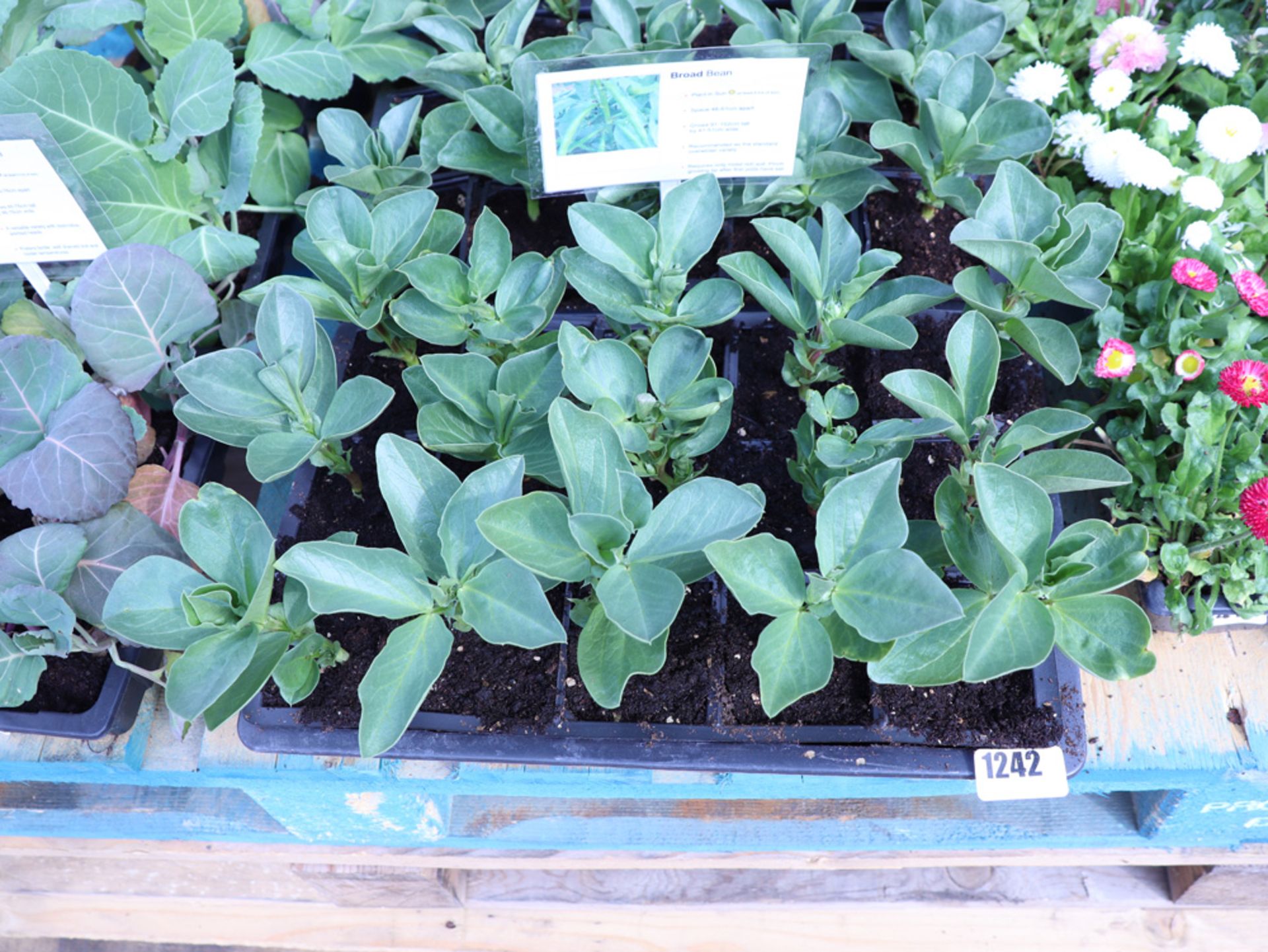 2 large trays of broad bean plants
