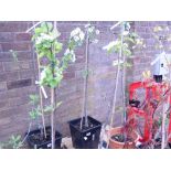 Potted Comice pear tree