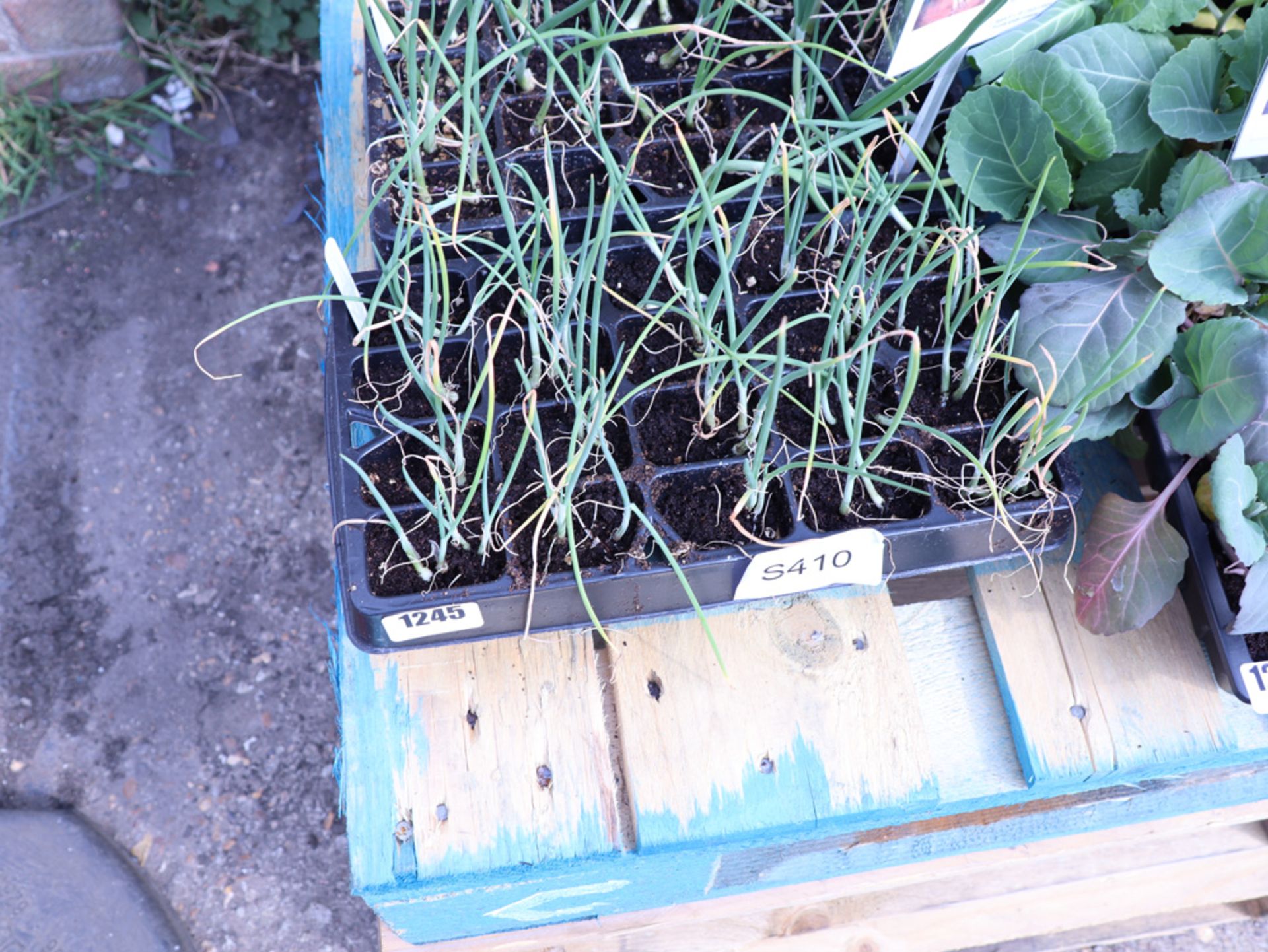 2 trays of white Lisbon onion plants