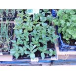 2 trays of broad bean plants