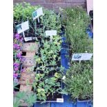 4 small trays of sweet pea plants