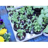 Tray of sweet pea plants