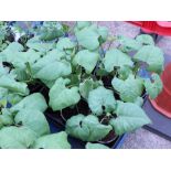 Tray of runner bean plants