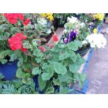 1 white and 1 red geranium