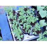 Tray of sweet pea plants