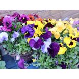 2 planted pansy hangers