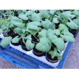 Tray of runner bean plants