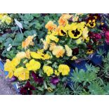 2 planted pansy hangers