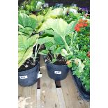 2 potted hollyhocks