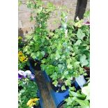 2 pots of hedera ivy