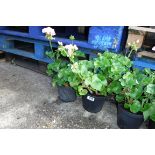 2 pots of pink geraniums