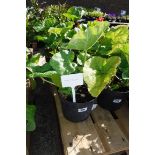 2 potted hollyhocks