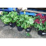 2 pots of pink geraniums