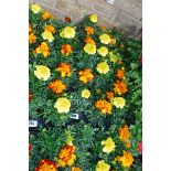 Tray of French marigolds