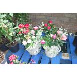 2 wicker tin handled baskets of mixed plants