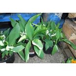 2 potted lilies of the valley