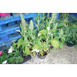 4 pots of fox gloves