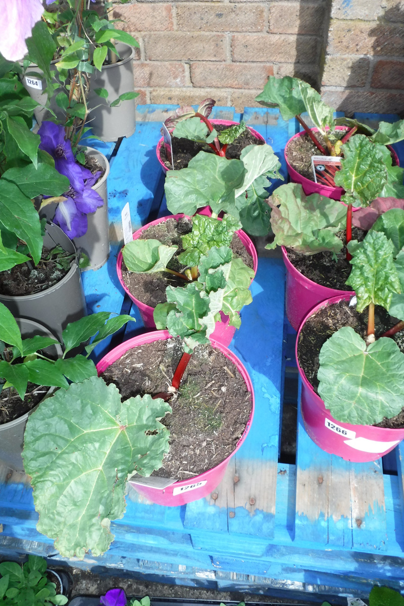 3 potted rhubarb