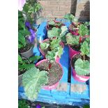 3 potted rhubarb