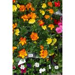 Tray of French marigolds