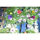 2 wicker hanging baskets of mixed plants