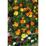 Tray of French marigolds