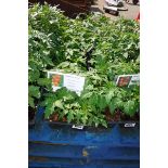 4 small trays of money maker tomato plants