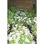 4 small trays of white flowering plants