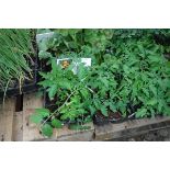 4 small trays of golden crown tomato plants