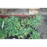 4 small trays of sweet pea plants