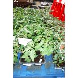 4 small trays of crimson crush salad tomato plants