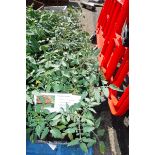 4 small trays of floridity tomato plants