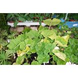 4 small pots of hollyhocks