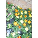 Tray of French marigolds