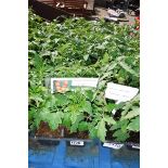 4 small trays of gardeners delight tomato plants