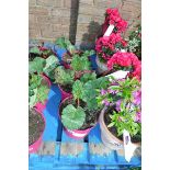 3 potted rhubarb