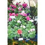 2 large trays of double mixed petunia