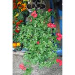 Tray of geraniums