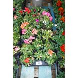 Tray of mixed impatiens