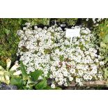 4 small trays of alyssum