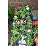 Tray of mixed impatiens