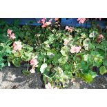 4 small trays of geraniums