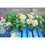 Pair of hydrangeas