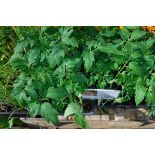 4 small trays of orange Wellington tomatos