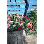 2 large trays of petunias