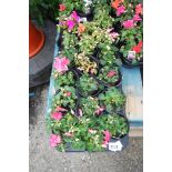 Tray of mixed impatiens